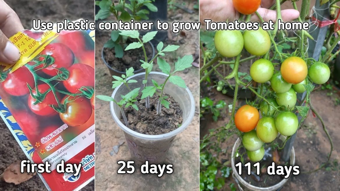 Use plastic container to grow Tomatoes at home, easy and inexpensive