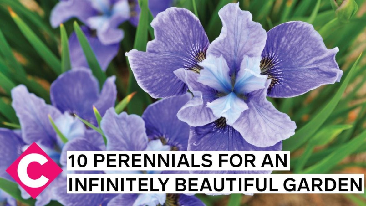 Perennials to plant for an infinitely beautiful garden