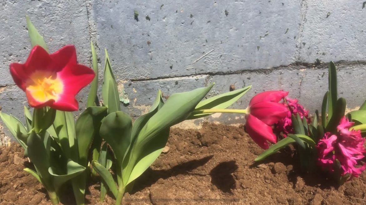 Planting flowers and garden plans