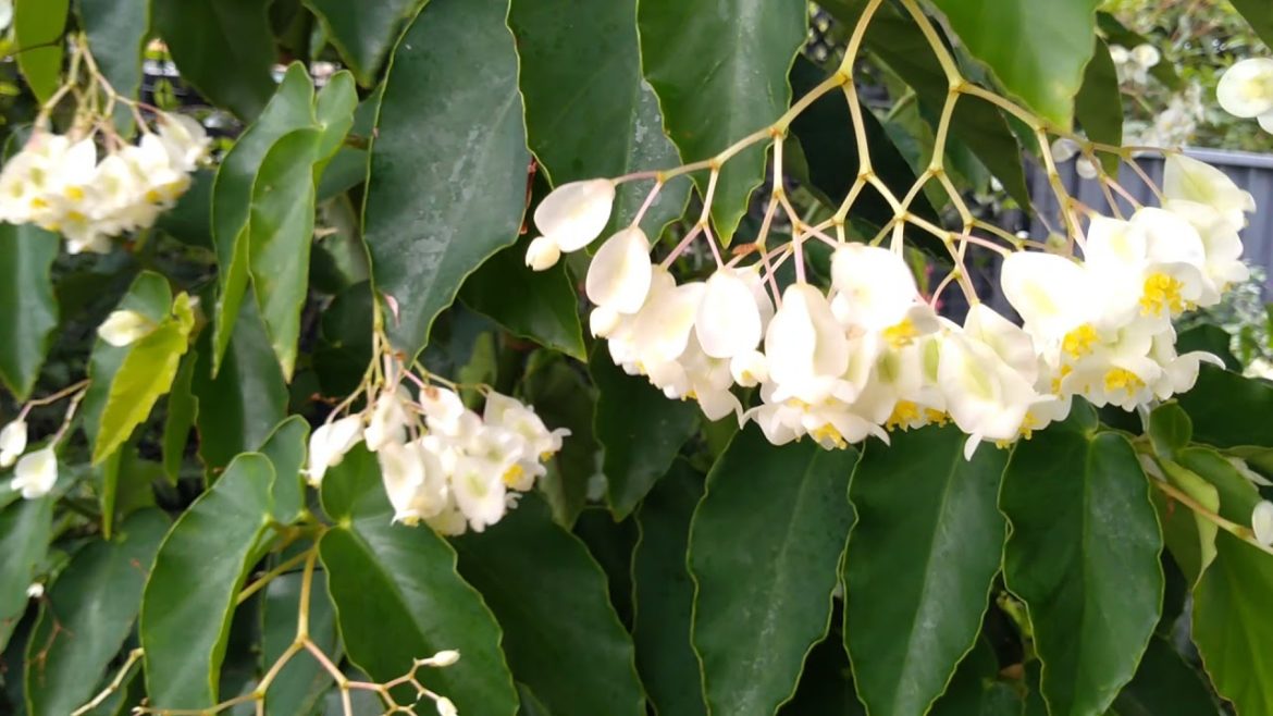 Cane begonia care tips. Part 1. Trish. The Gong Gardener