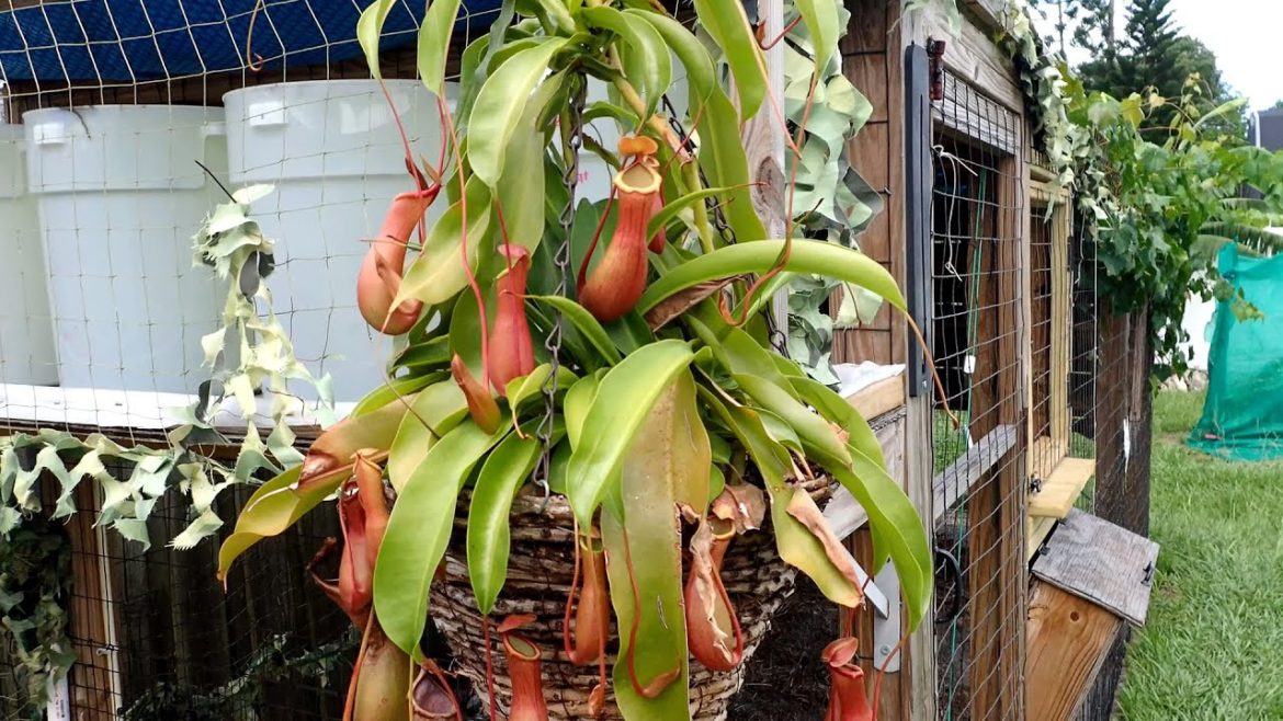 Are Carnivorous Plants Beneficial to a Backyard Garden? Are Carnivorous Plants Beneficial to a Backyard Garden?