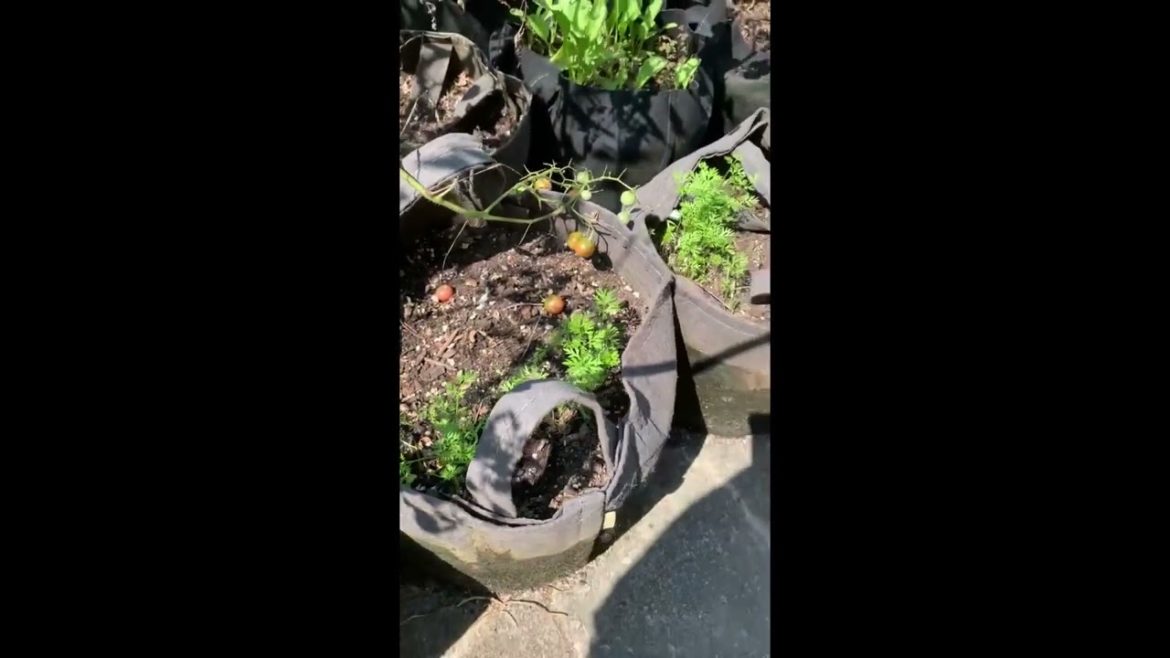 Container Garden Walkthrough September 14, 2022 Zone 6