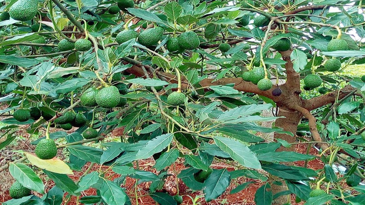 How To Grow, Care and Harvesting Your Own Avocado Tree - Gardening Tips