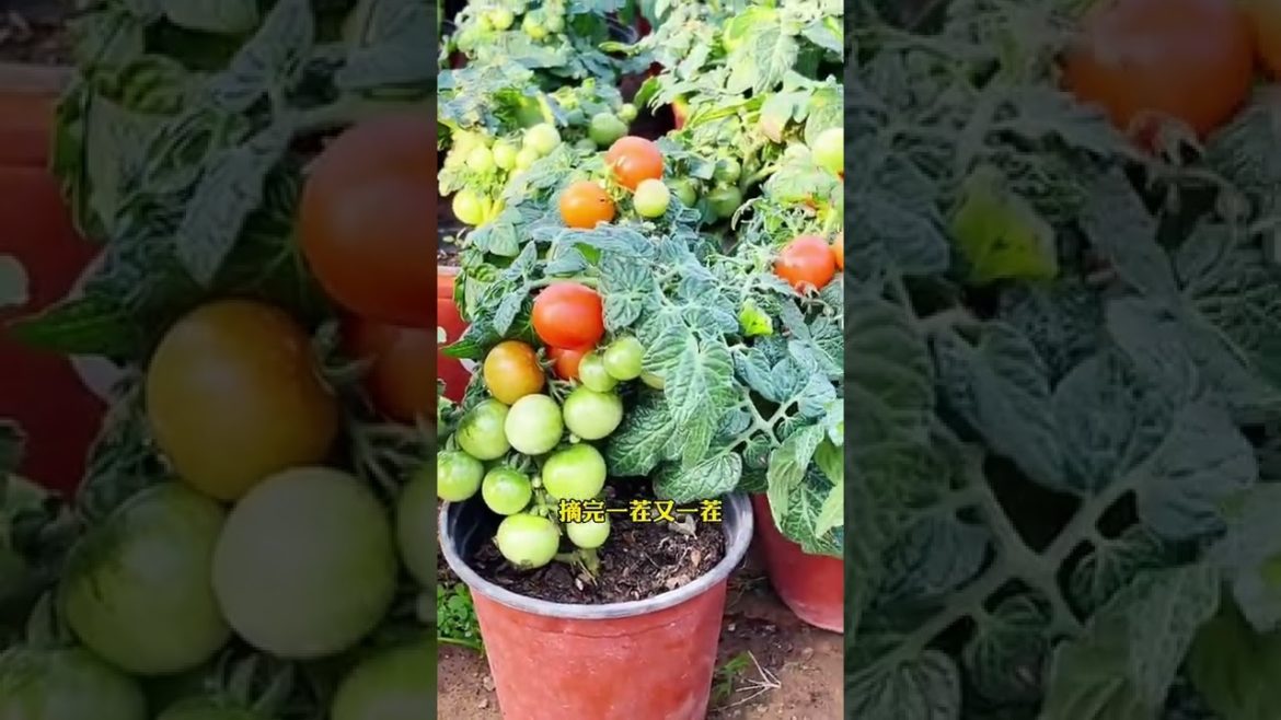 Episode 299 plant #shorts Episode 299 plant #shorts