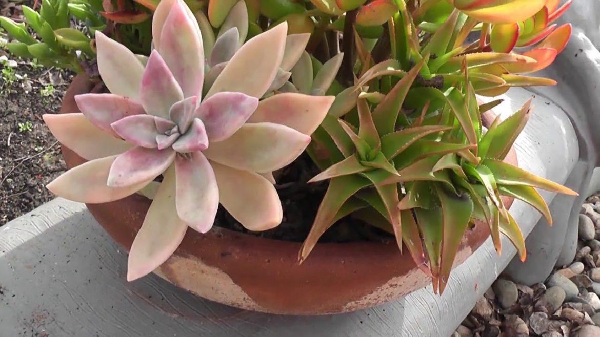 Succulent Front Yard Garden Maintenance