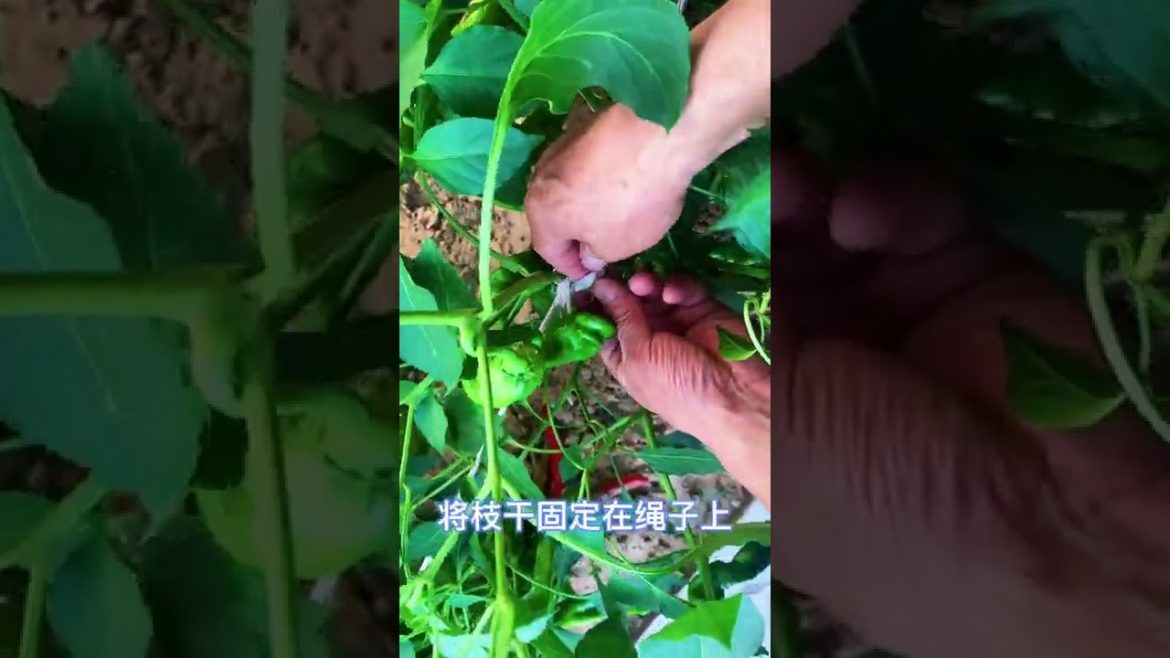 Simple Tips for Growing Vegetables by meimei