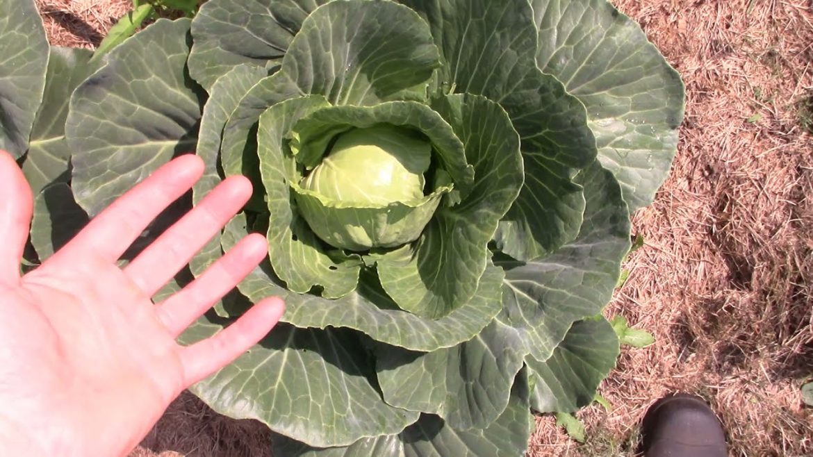 Vegetable Garden Tour with a Walk through of the Fruit Orchard | Edible Plants Vegetable Garden Tour with a Walk through of the Fruit Orchard | Edible Plants