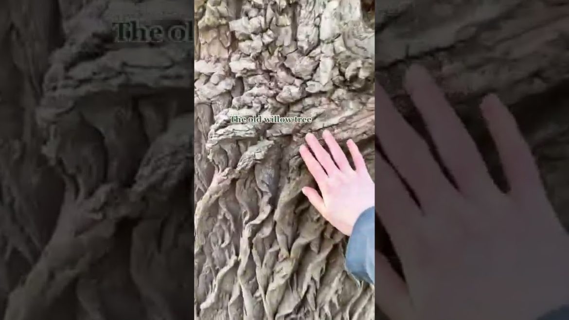 Mill Tour Tiktok phoenixandthekittens