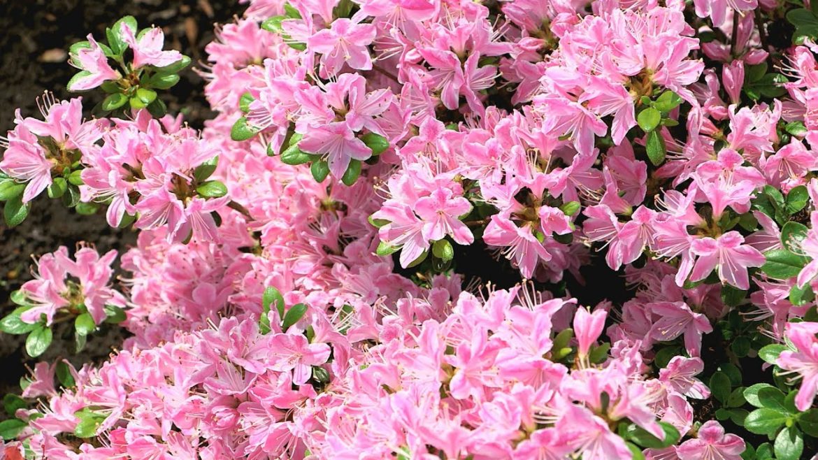 The Grumpy Gardener's Best Pruning Tips | Southern Living