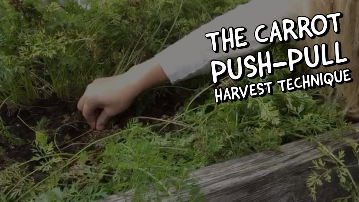 Gardening Tips: The Carrot Push-Pull Harvest Technique! Gardening Tips: The Carrot Push-Pull Harvest Technique!