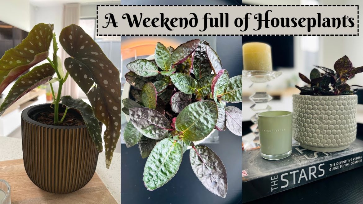 A Weekend Full of Houseplants | New houseplants, backyard gardening during Spring