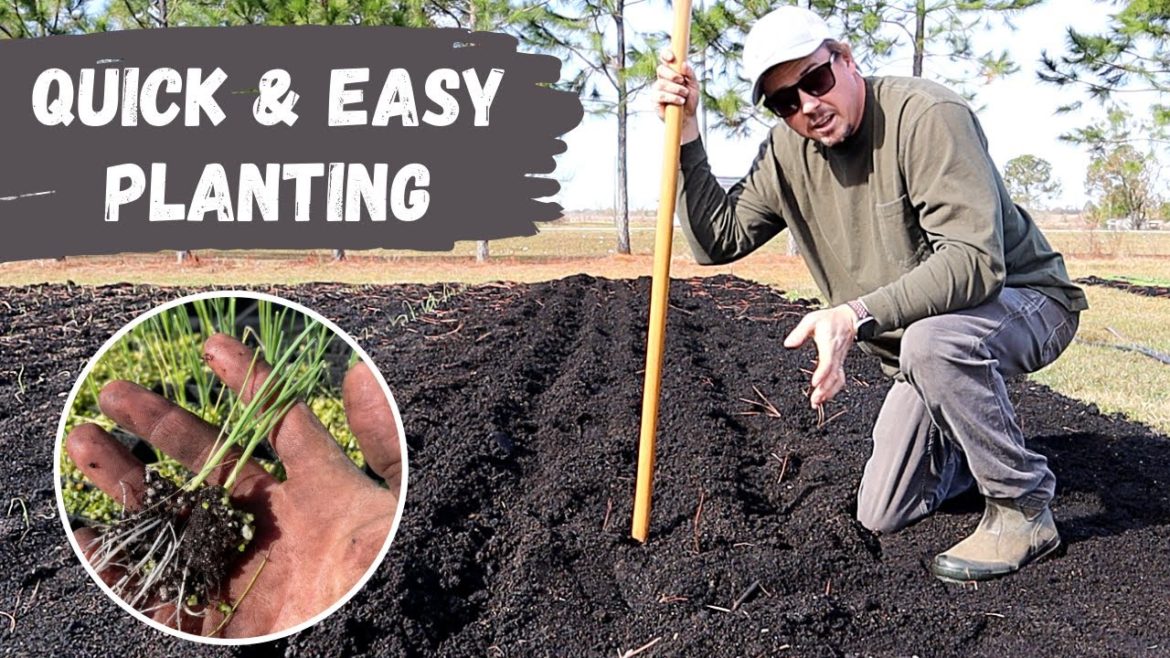 The Easy Way to Plant Leeks in the Backyard Garden!