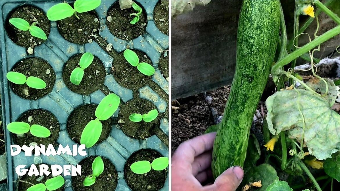 How to Grow cucumbers in the Garden _ DIY How to Grow cucumbers in the Garden _ DIY