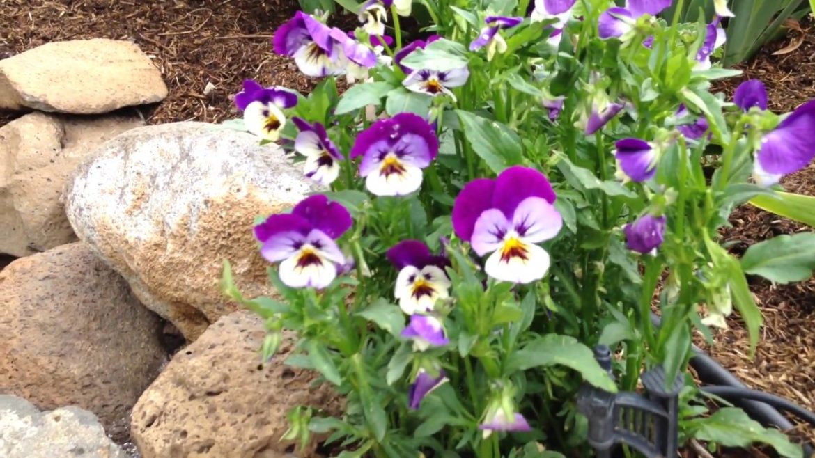 Flower and Edible Garden - June 2020