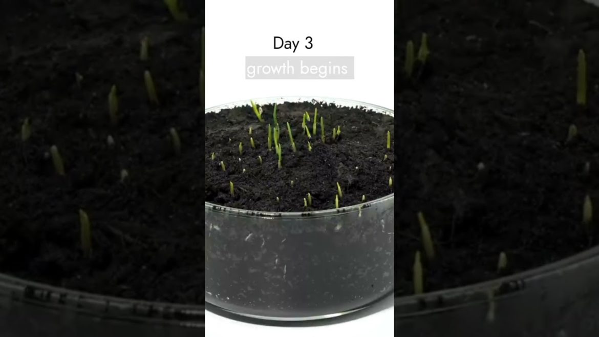 Growing wheat grains in a container #shorts