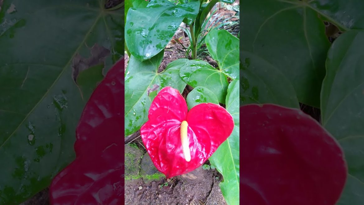 Anthurium | red flowers| garden tips|