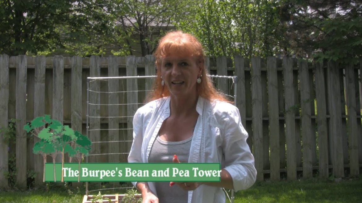 Burpee Bean and Pea Tower… with Nativerobin Burpee Bean and Pea Tower... with Nativerobin