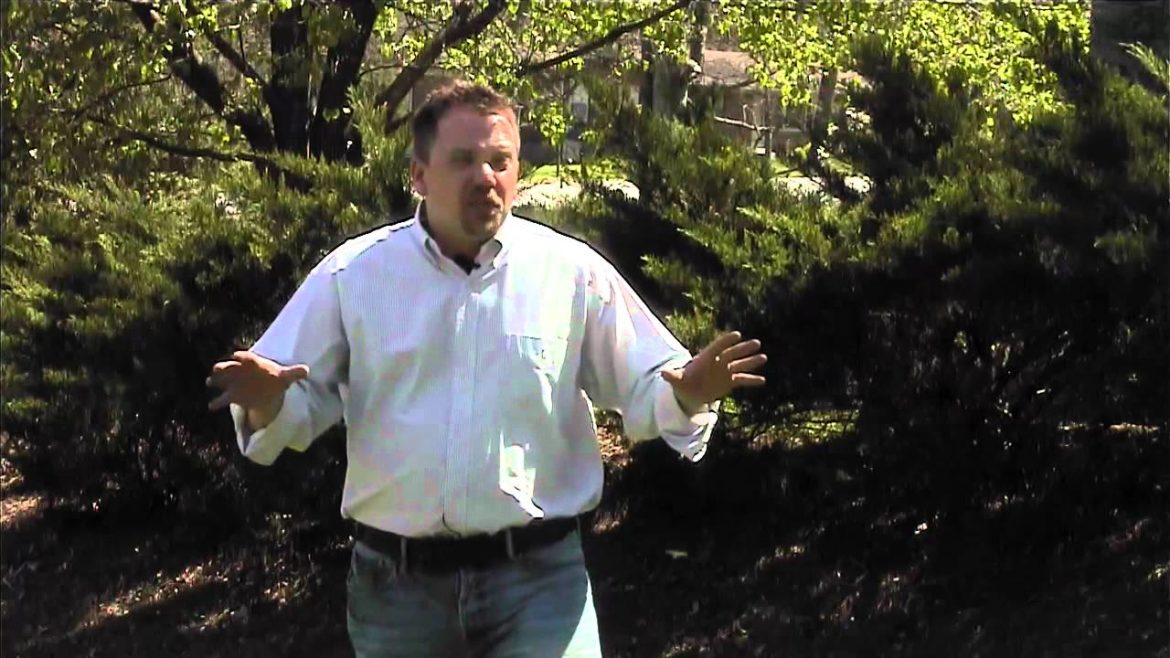 Landscaping Ideas for Property Boundaries
