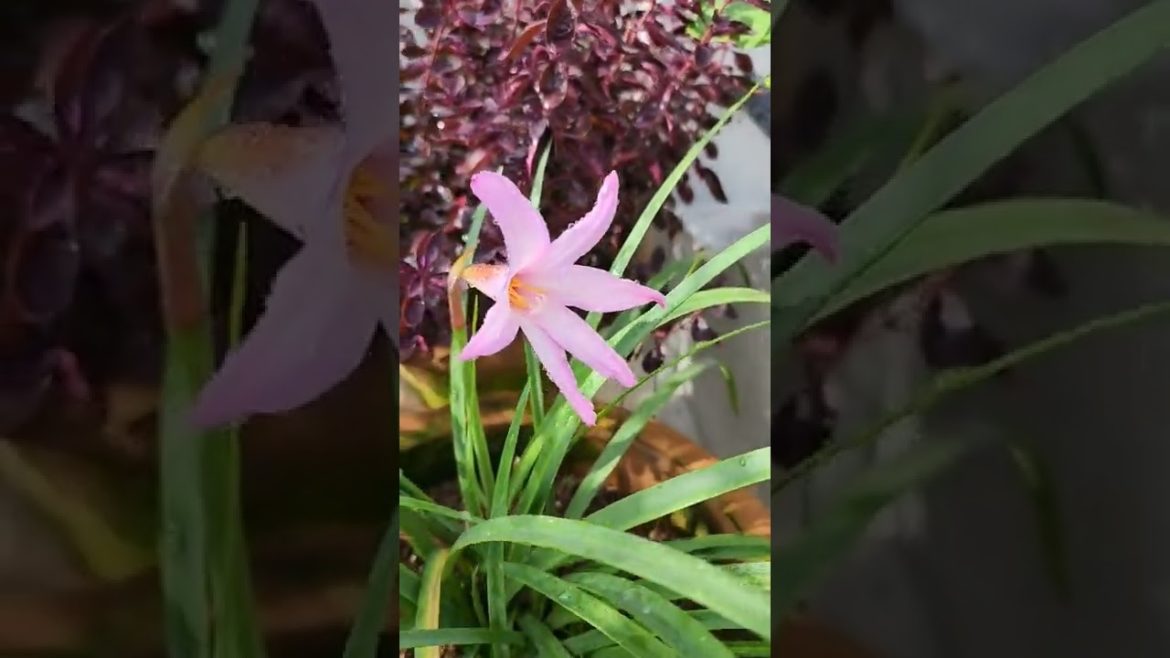 My angel, One more variety of lily after 🚿....😍 #asiaticlily #asiaticlilies #lily #seasonalflowers