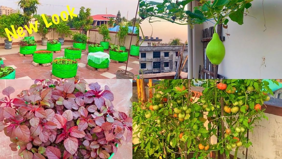 Overview Video With Garden Tips/ New Look Of My Terrace Garden/Terrace Garden Tour