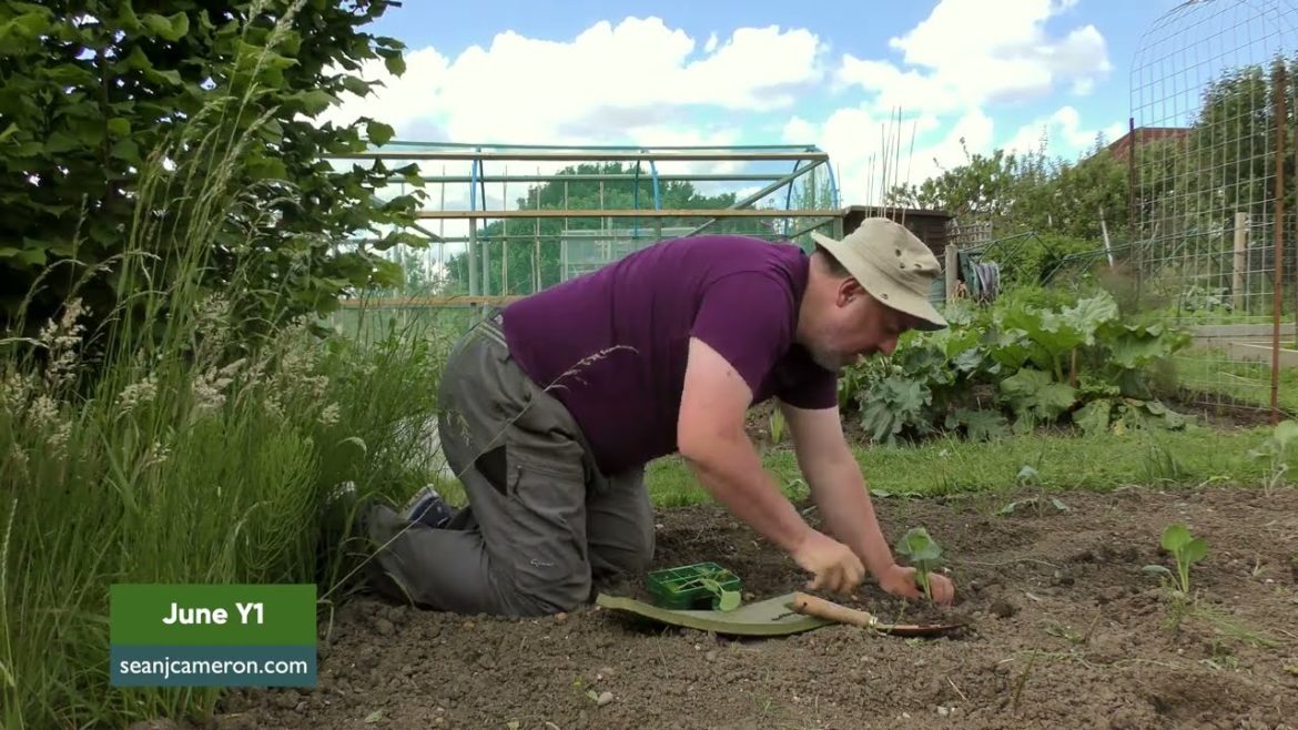 Sean's Garden: Plans and Planting Out Winter Vegetables