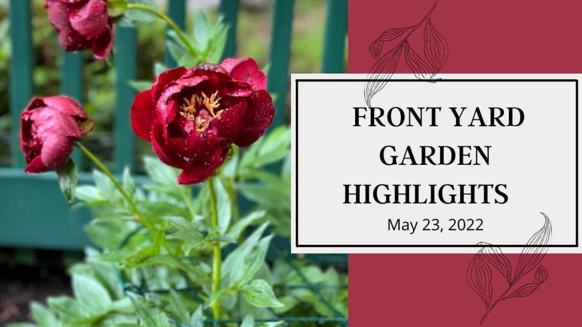 Front Yard Garden Highlights 5-23-2022 // Bricks 'n Blooms Front Yard Garden Highlights 5-23-2022 // Bricks 'n Blooms