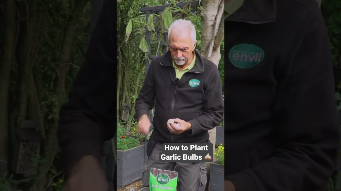 How to Plant Garlic Bulbs 🧄
