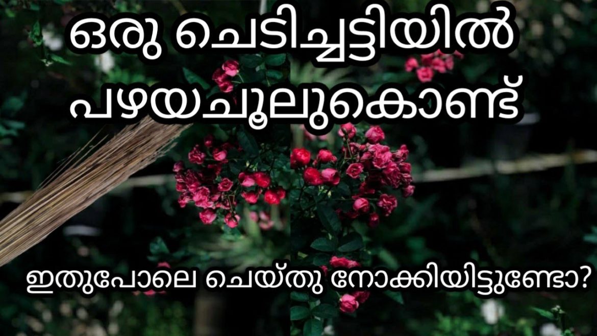 How to grow plants healthy and fastly/gardening/plants/garden tips/gardening ideas for home