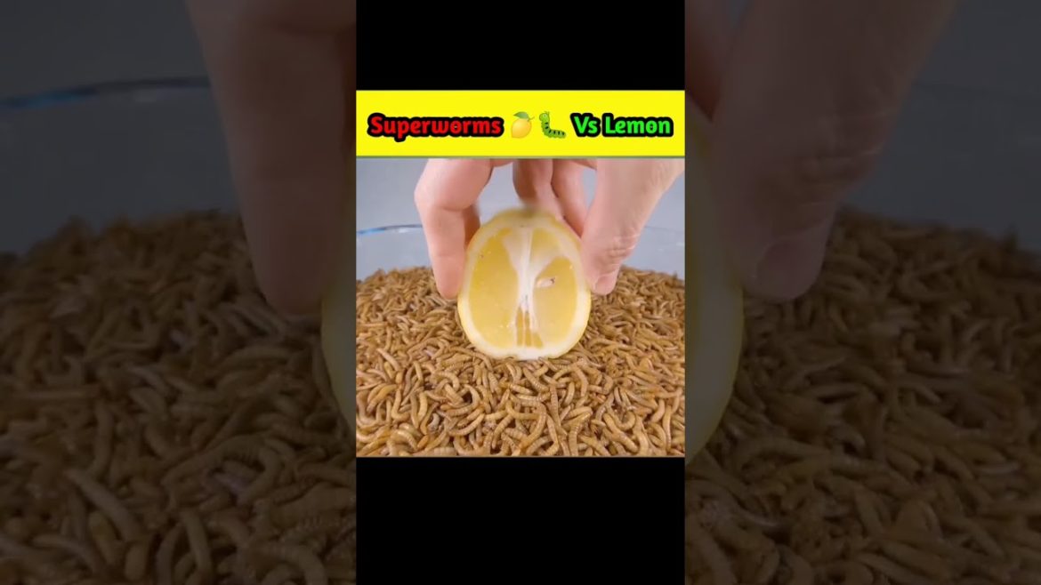 1lakh Superworms Vs Lemon Timelapse #shorts #timelapse #worms #lemon 1lakh Superworms Vs Lemon Timelapse #shorts #timelapse #worms #lemon