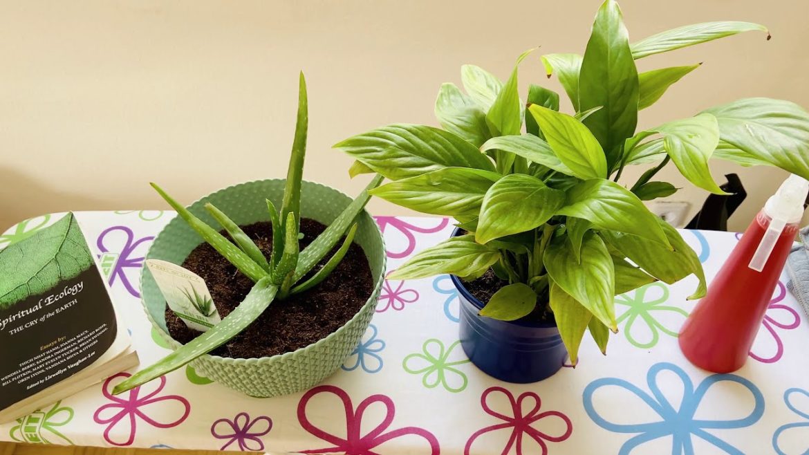 Episode-2 | Gardening Tips 🌿 | Bed room plants