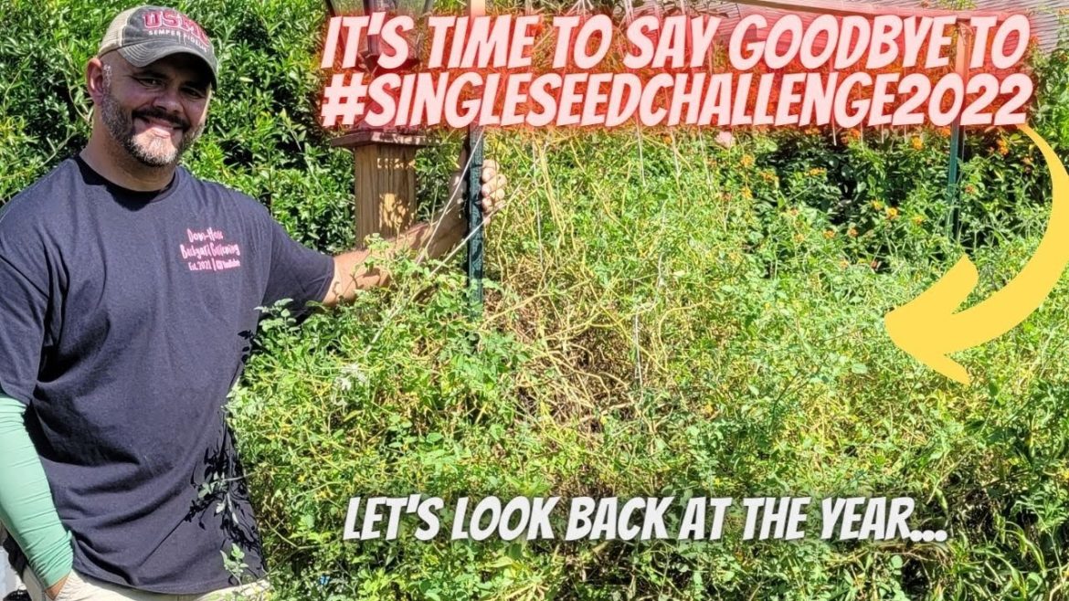 Single Seed Challenge 2022 is in the Books || Down-Home Backyard Gardening Single Seed Challenge 2022 is in the Books || Down-Home Backyard Gardening