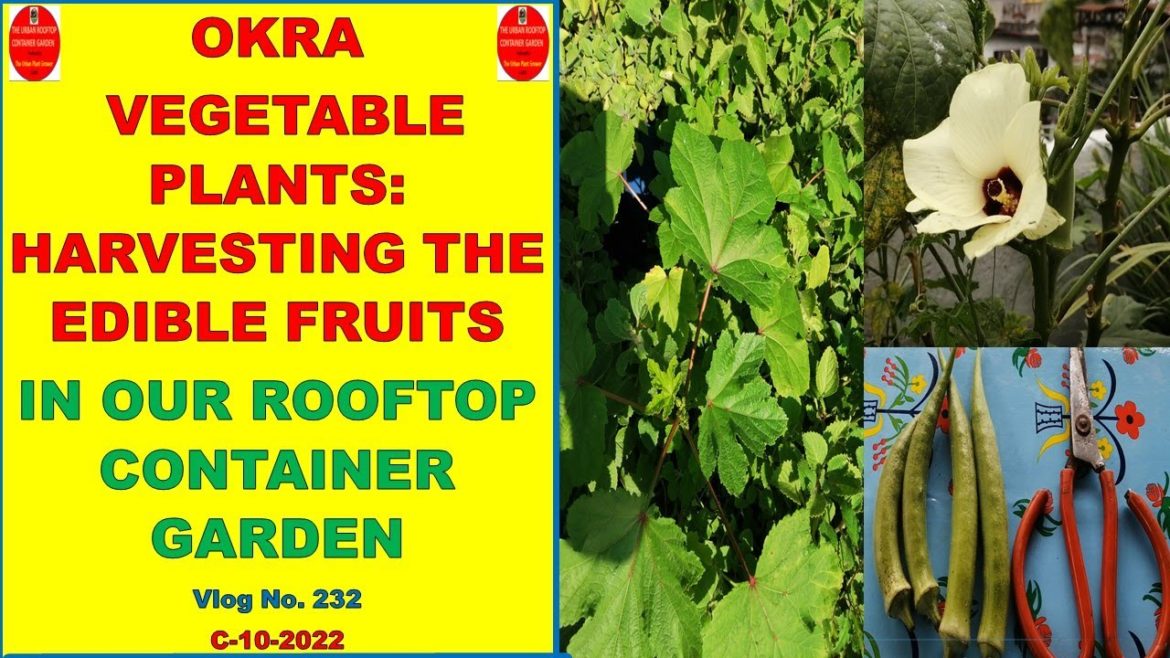 Okra Vegetable Plants: Harvesting the Edible Fruits | Vegetable Fruits of Okra in the Rooftop Garden