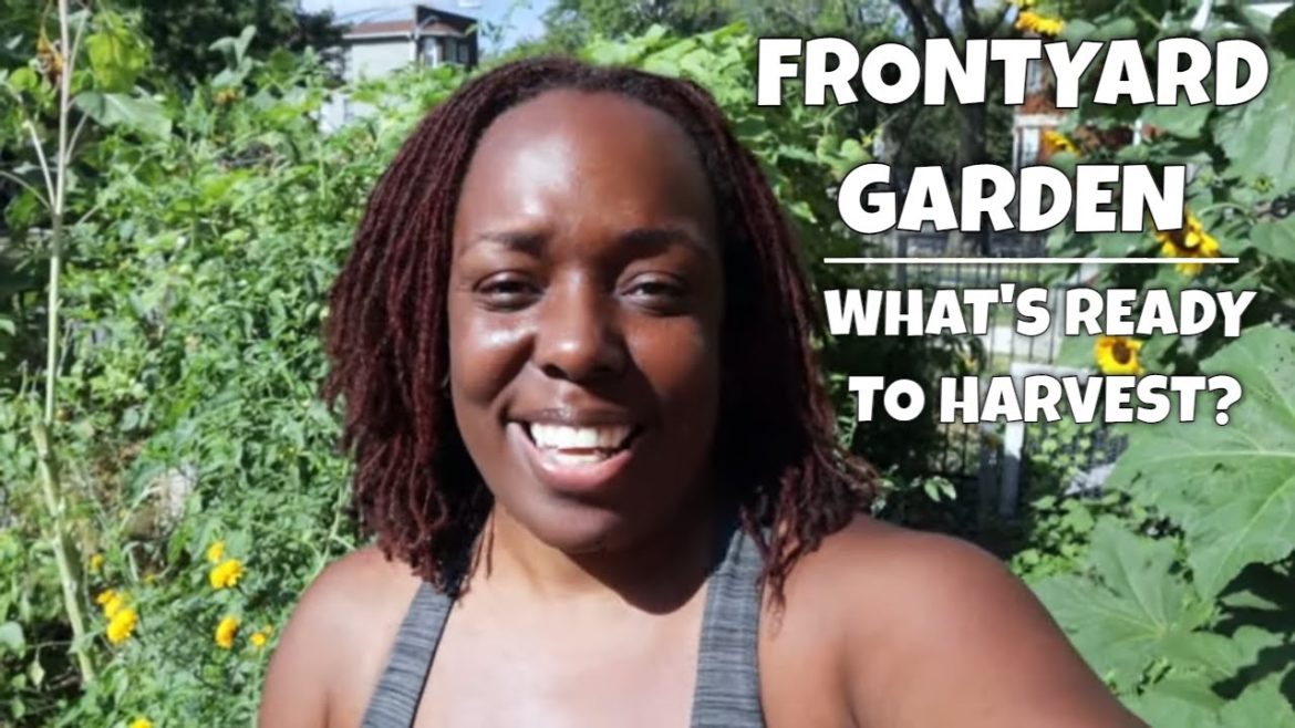 Front Yard Garden | What's Ready to Harvest?