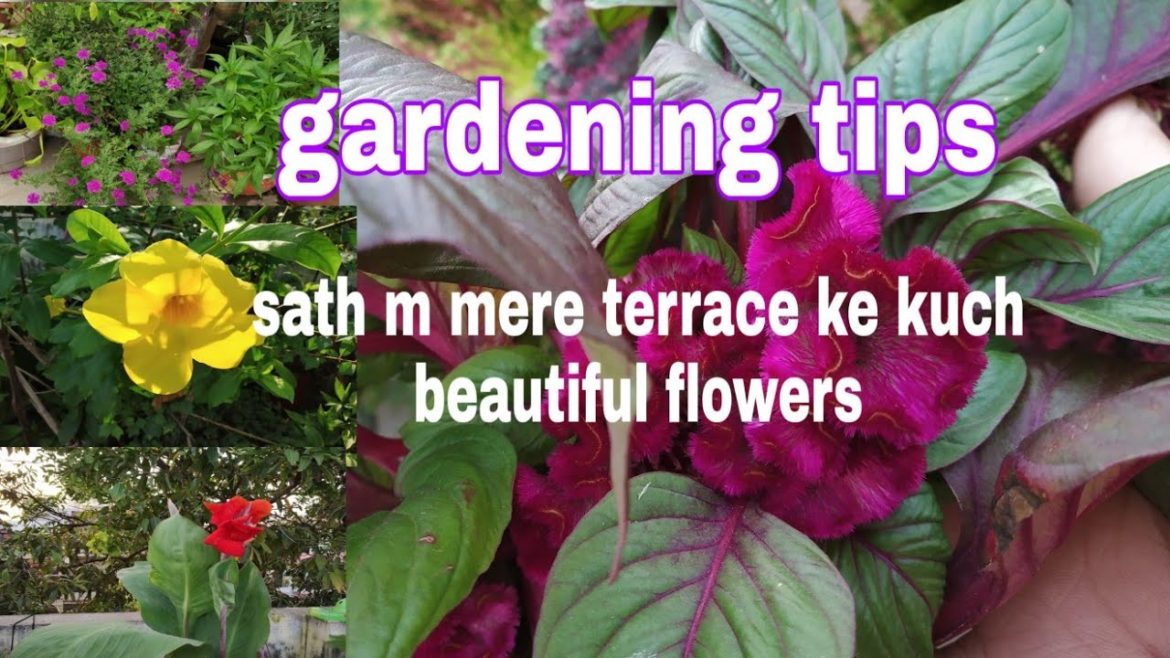 Gardening tips with some beautiful flowers in my terrace garden ( Hindi Urdu)