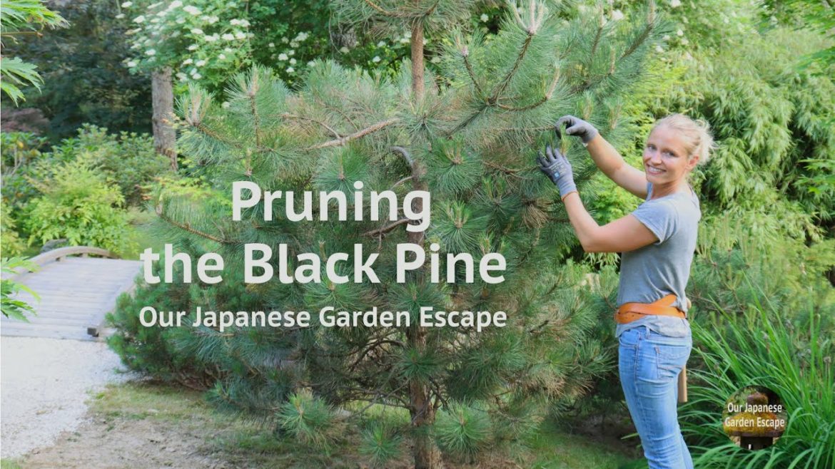 Pruning the Japanese Black Pine | Our Japanese Garden Escape Pruning the Japanese Black Pine | Our Japanese Garden Escape