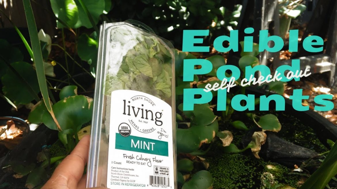 How to Grow Edible Grocery Store Plants in a DIY Mini Pond