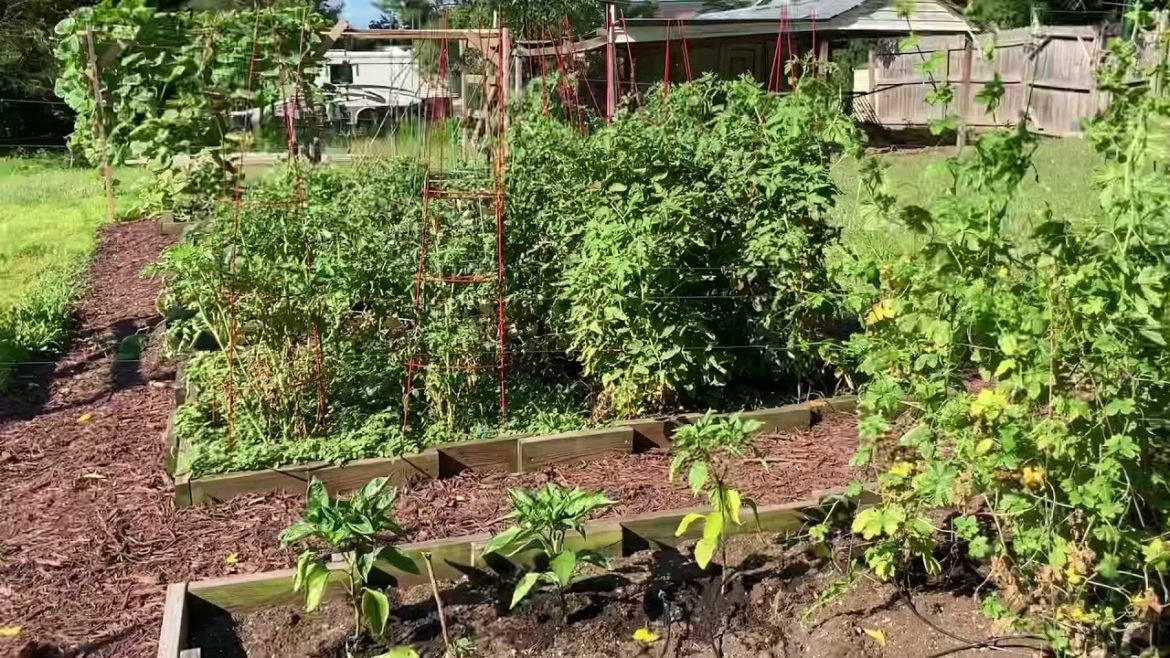 Organic Indian vegetable Gardening USA