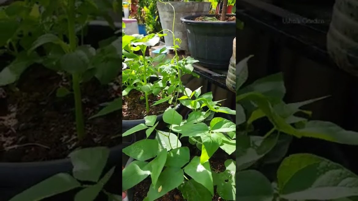 Recently sowed creeper beans is ready to climb....🙂#mygreentreasure #moj #mojindia #ecofynd #caretip