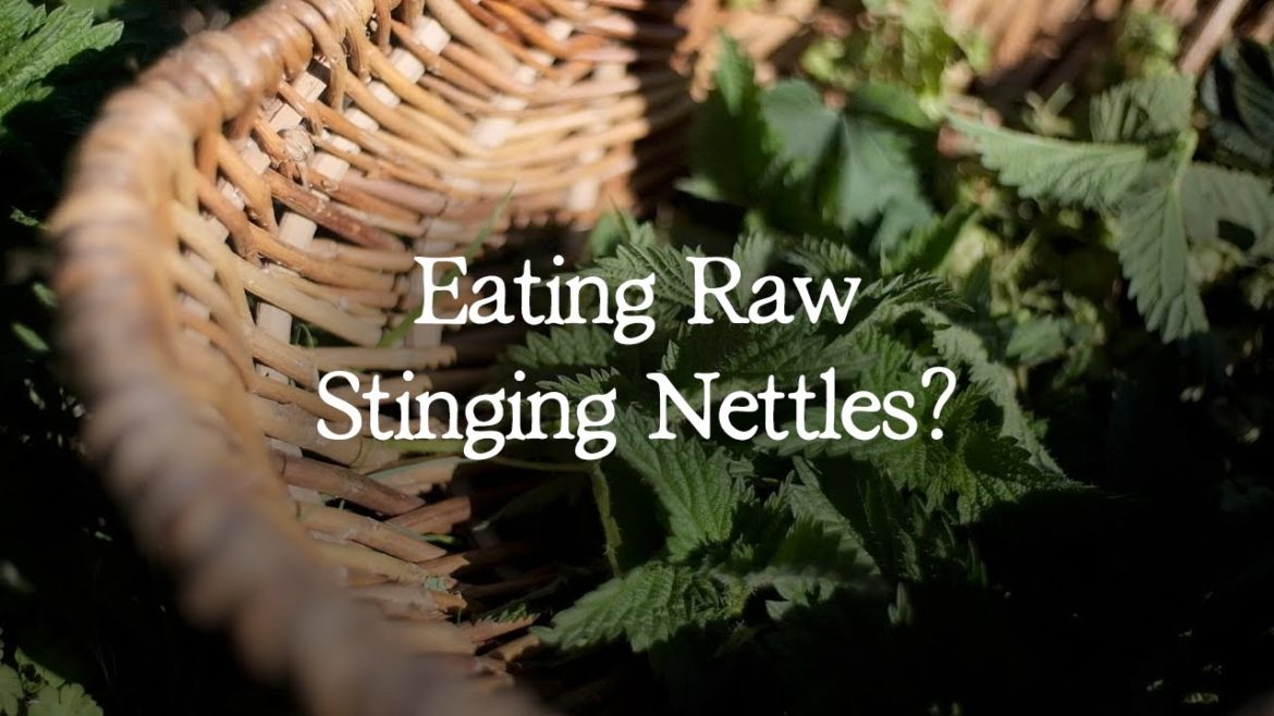 Edible Plants to Forage in October | UK Woodland Foraging