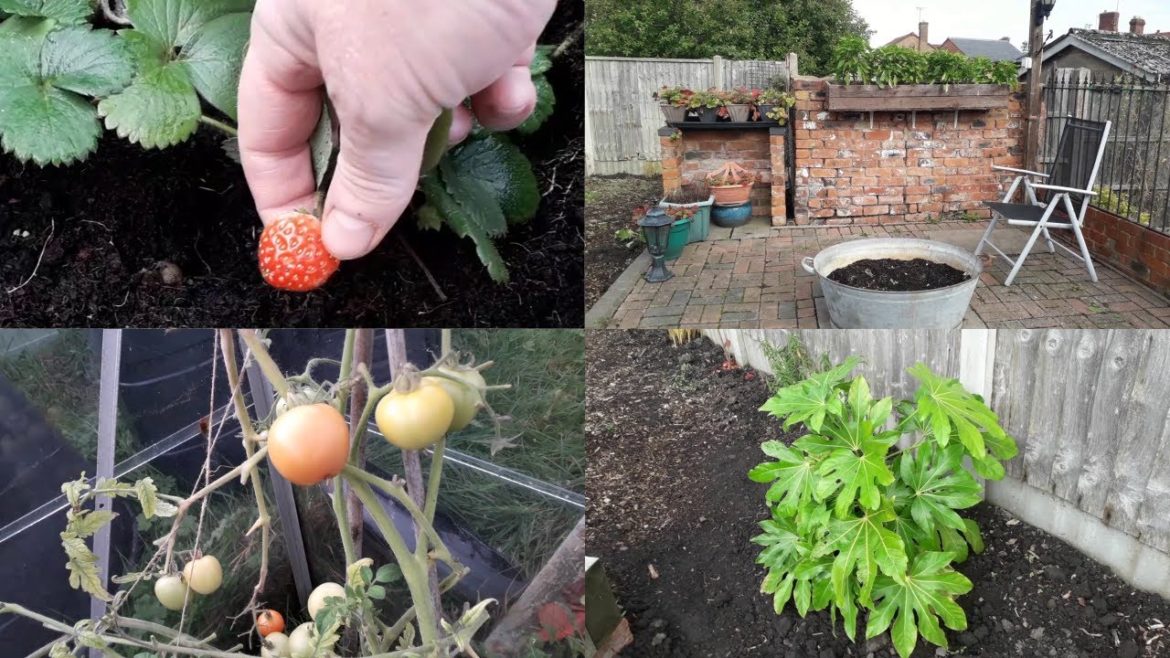 [Gardening Allotment UK] [Grow Vegetables At Home ]