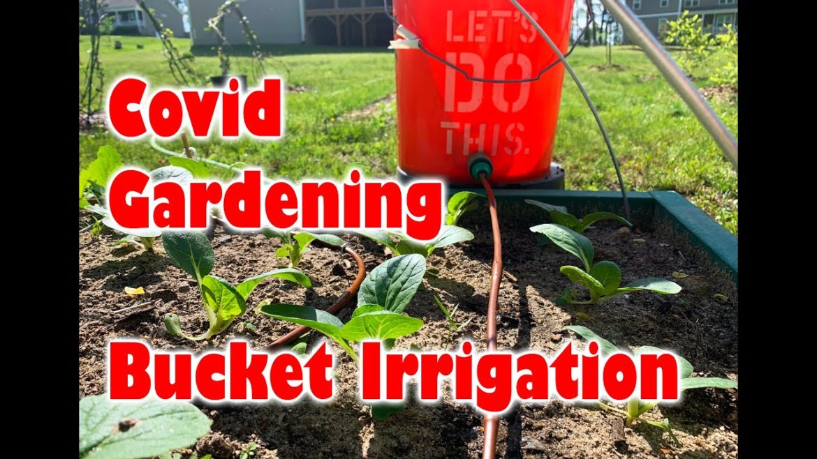 Covid Gardening; Bucket Irrigation (Products in Description) Covid Gardening; Bucket Irrigation (Products in Description)