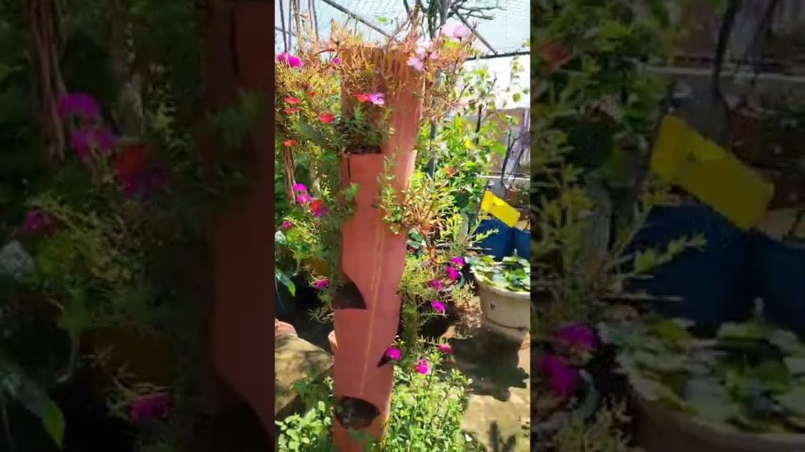 Daily blooms from my garden, happy to share with you all...pls do keep supporting...🤗 #ushasgarden