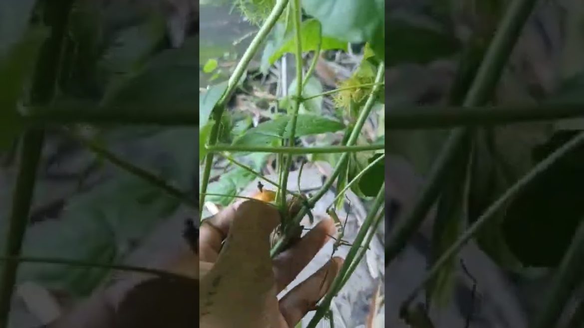 Wild Passion Fruit ||  Stinking Passion Flower