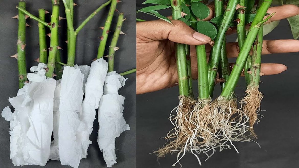 Easy way to grow rose from cutting with in 18 days#Shorts