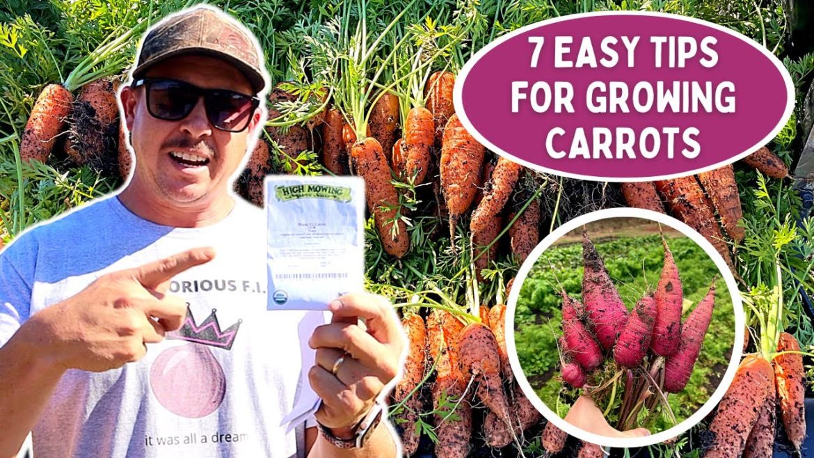 7 EASY TIPS to Grow Carrots in Your Backyard Garden 7 EASY TIPS to Grow Carrots in Your Backyard Garden
