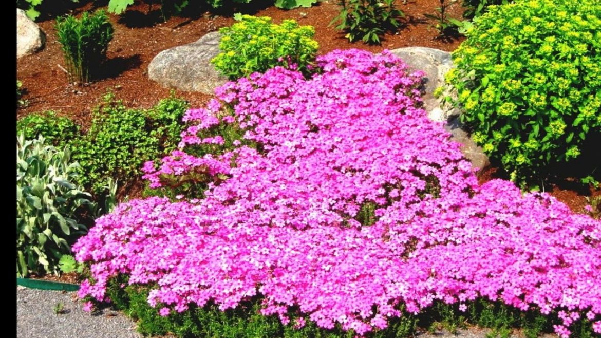 Full Sun Landscape Designn – Full Sun Flower Garden Design Full Sun Landscape Designn - Full Sun Flower Garden Design