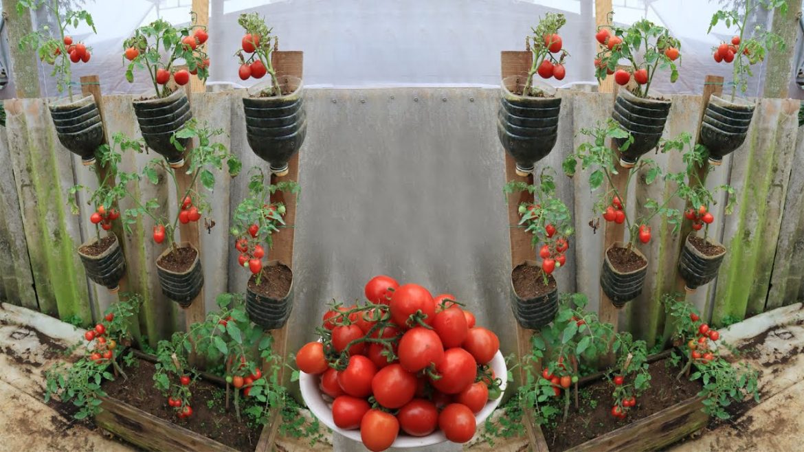 Tips for growing cherry tomatoes with ripe bananas - Cherry tomato tower