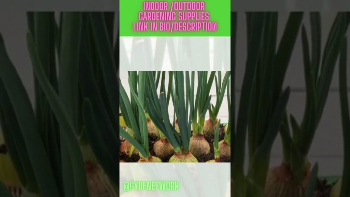 Gardening Green Onions Sprouting #shorts