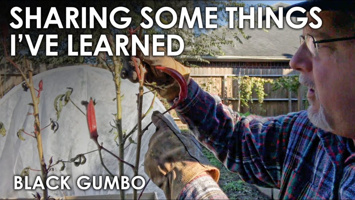 Vegetable Gardening Tips I've Learned || Black Gumbo Vegetable Gardening Tips I've Learned || Black Gumbo