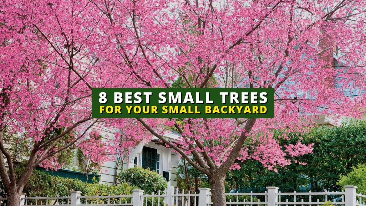 The 8 Best Small Trees for Your Small Backyard π²π³ The 8 Best Small Trees for Your Small Backyard π²π³
